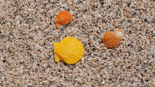 Sea shells