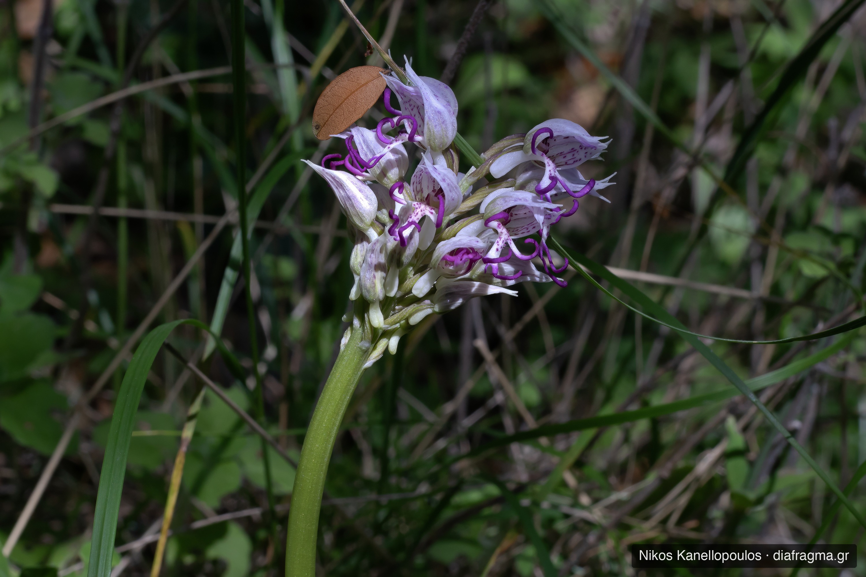 Orchis simia