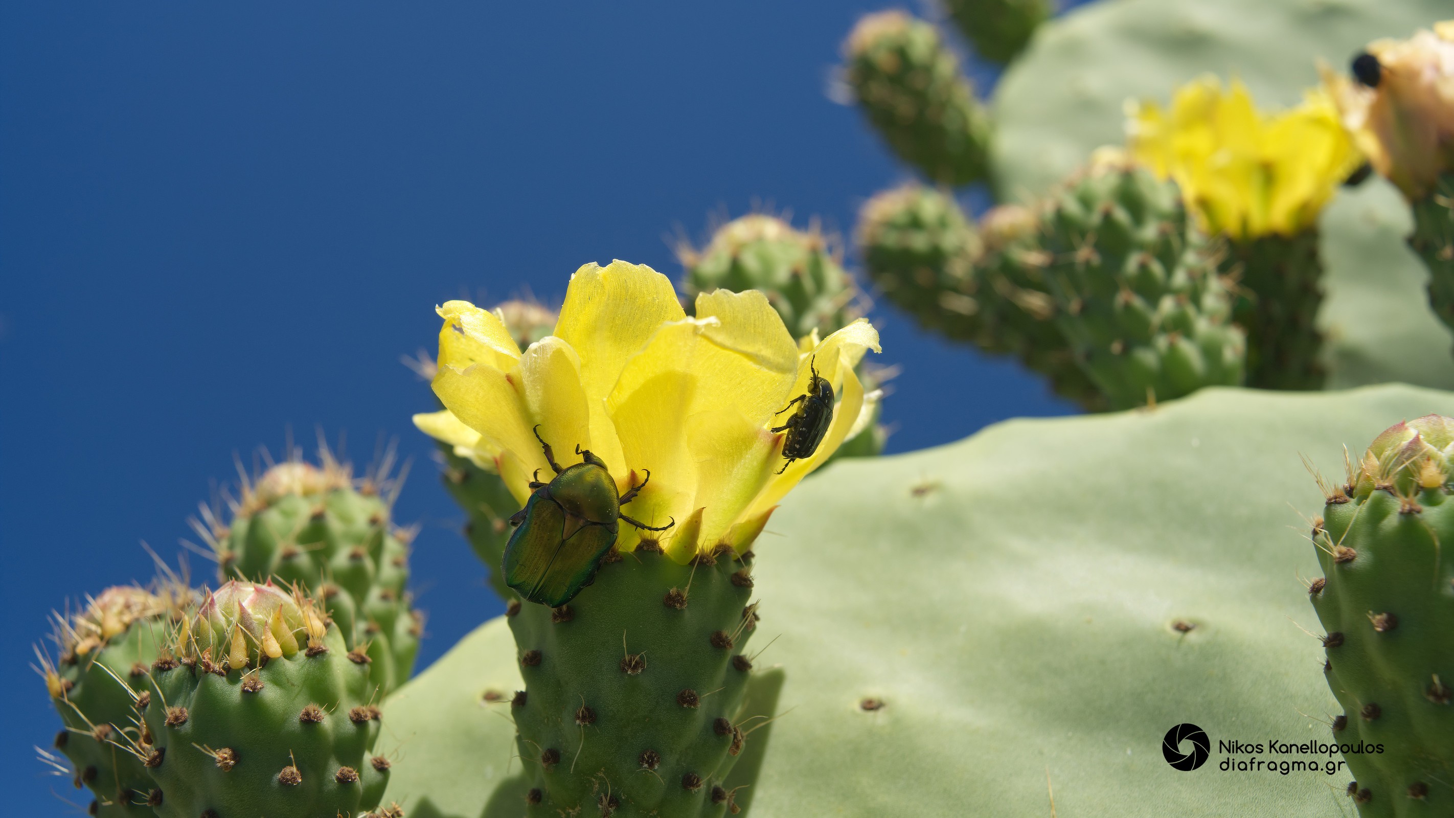 Blooming prickly pear