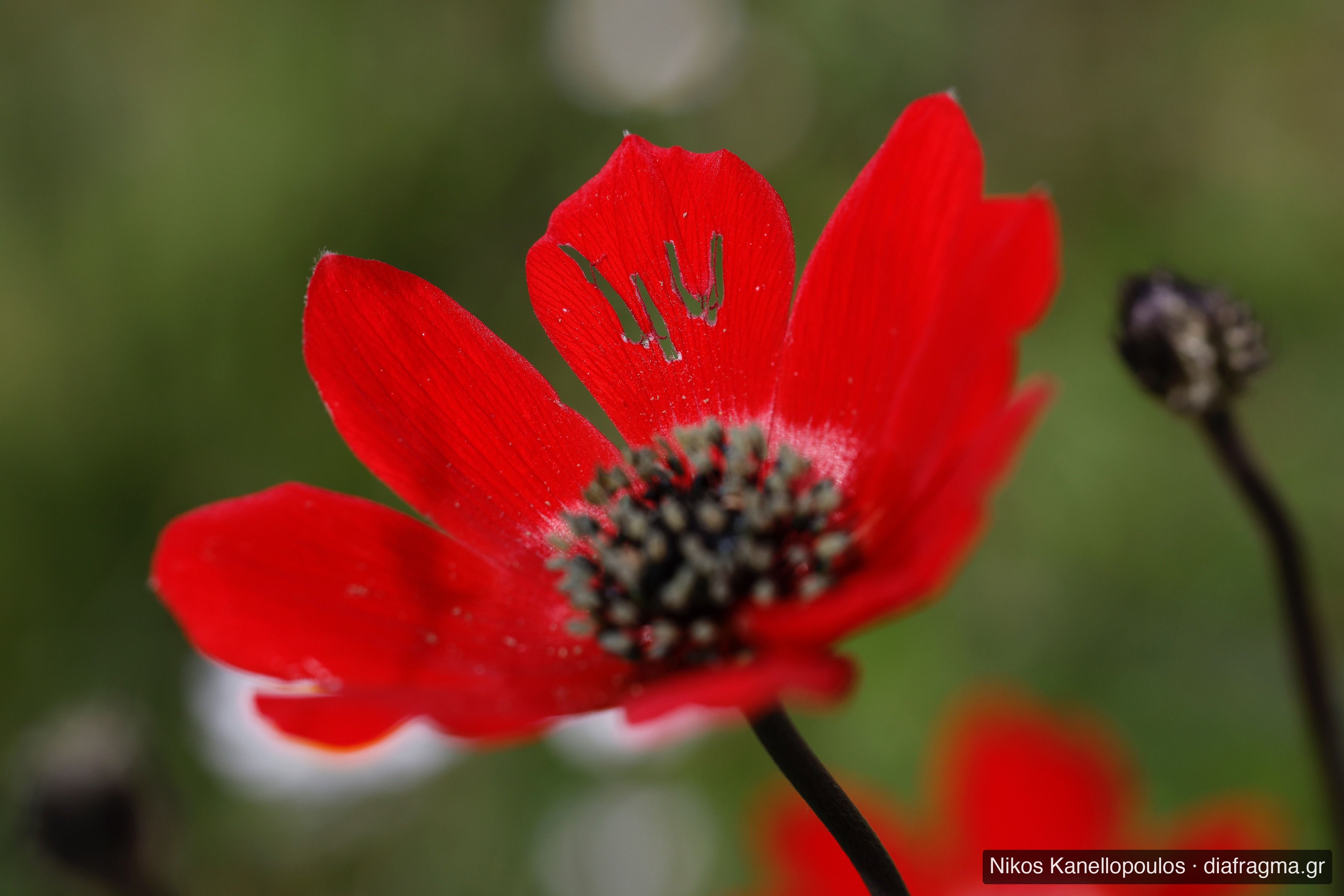 Red anemone