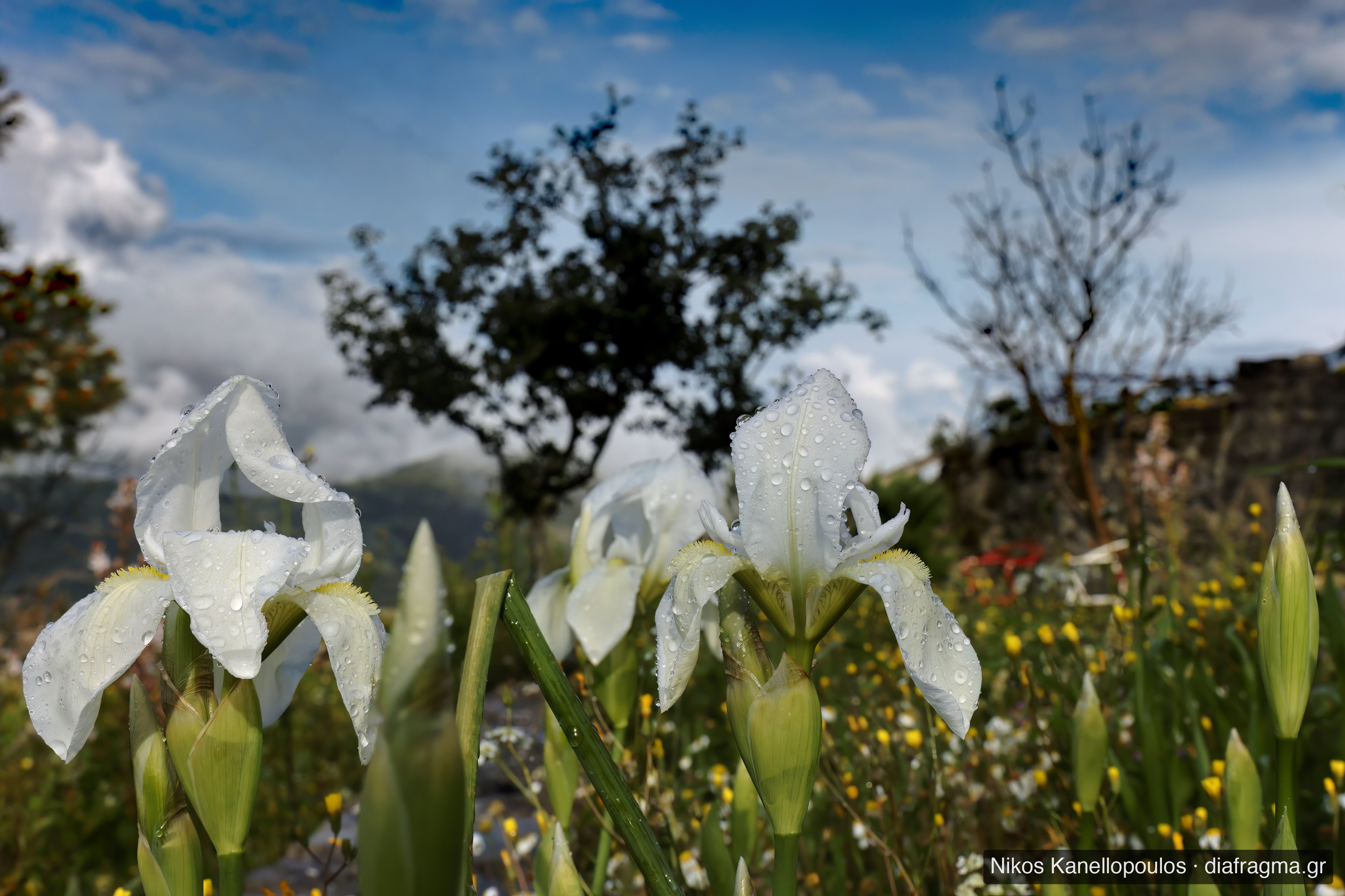 Iris flowers