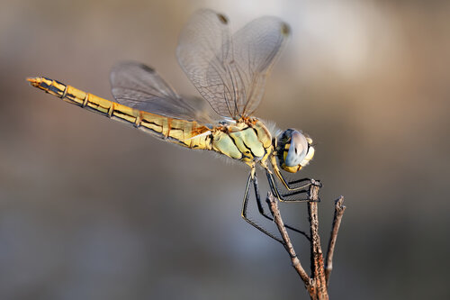 Sympetrum sanguineum