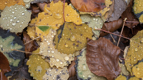 Aspen leaves