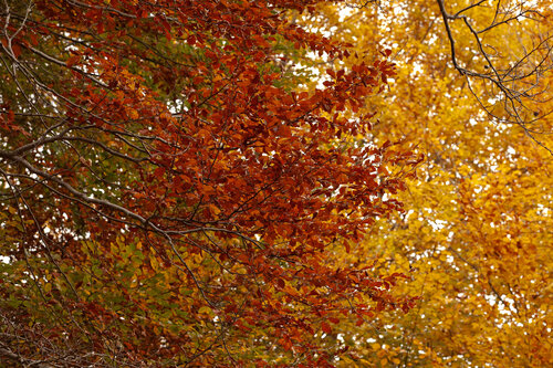 Autumn color