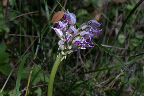 Orchis simia