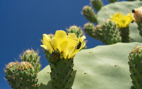 Blooming prickly pear